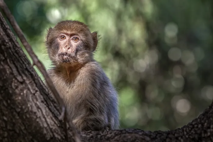 Framed Print : Barbary Macaque, Macaca sylvanus Framed Print : Barbary Macaque, Macaca sylvanus
