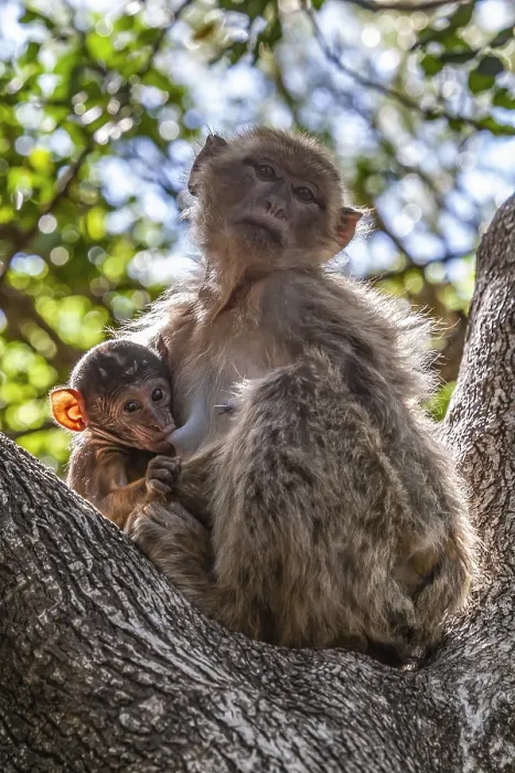 Framed Print : Barbary Macaque, Macaca sylvanus