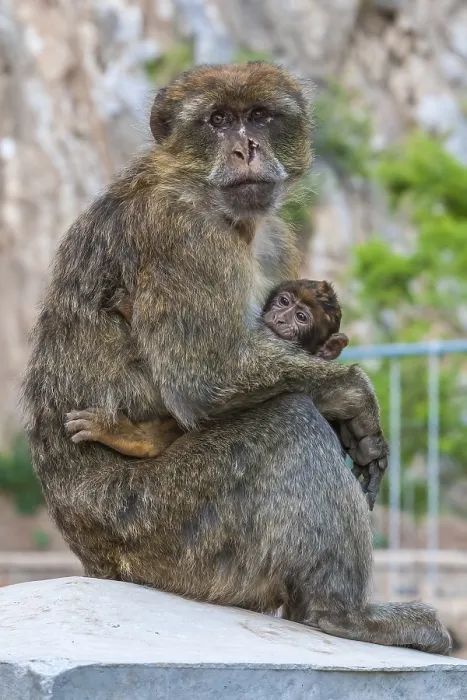 Framed Print : Barbary Macaque, Macaca sylvanus