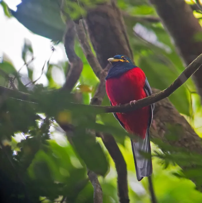Framed Print : Bare-cheeked Trogon, Apaloderma aequatoriale Framed Print : Bare-cheeked Trogon, Apaloderma aequatoriale