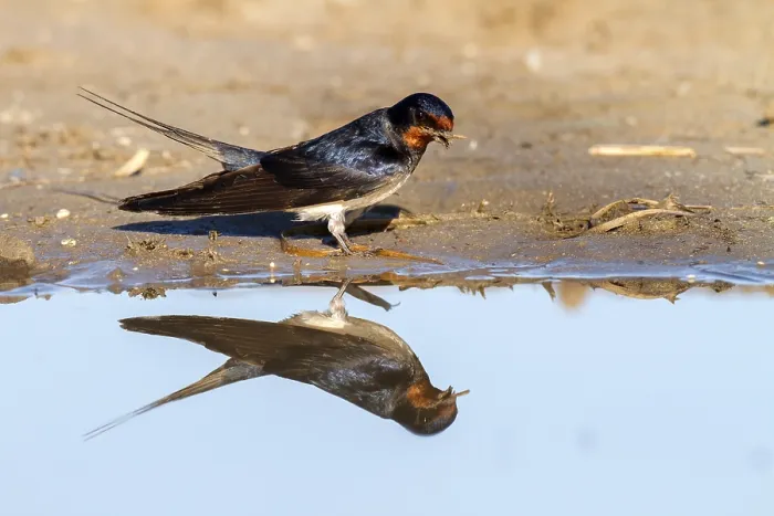Framed Print : Barn Swallow
