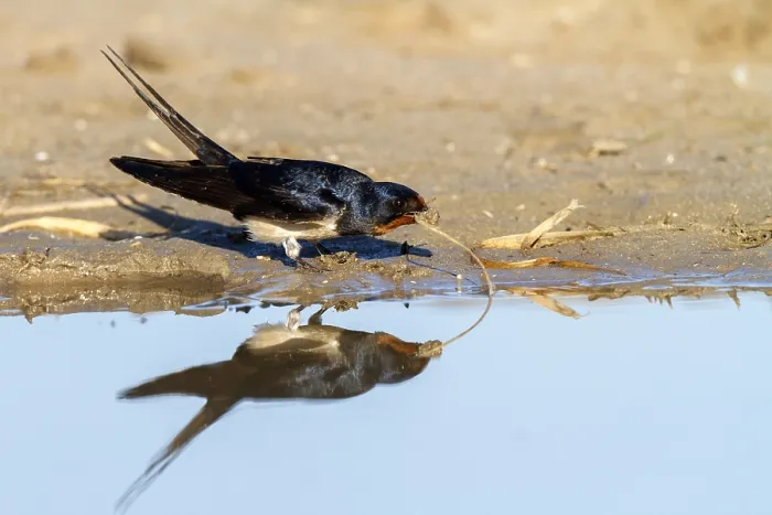 Framed Print : Barn Swallow