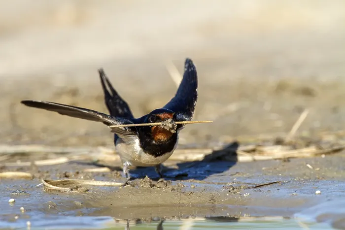 Framed Print : Barn Swallow