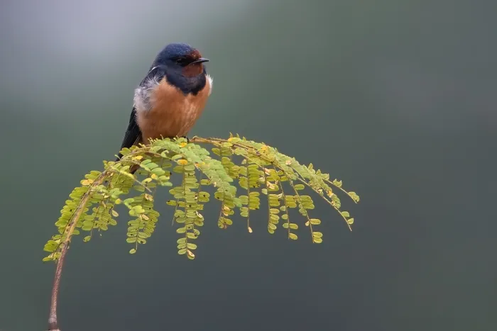 Framed Print : Barn Swallow, Hirundo rustica Framed Print : Barn Swallow, Hirundo rustica