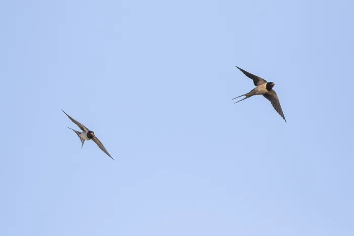 Framed Print : Barn Swallow, Hirundo rustica