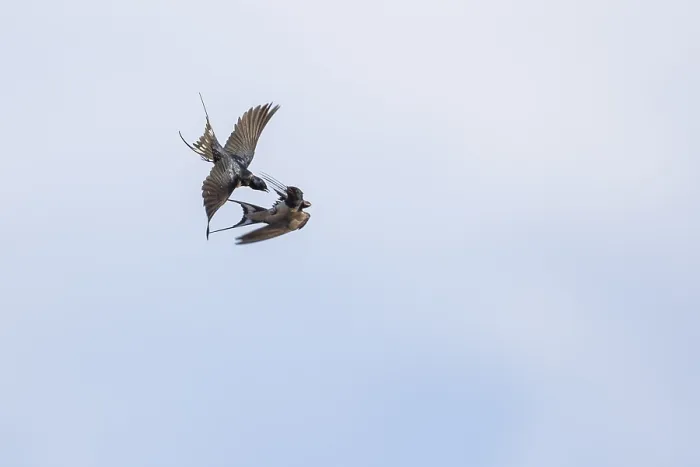 Framed Print : Barn Swallow, Hirundo rustica
