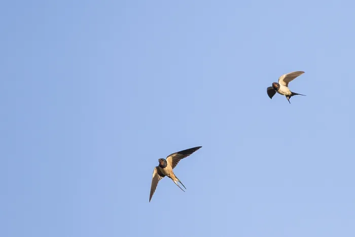 Framed Print : Barn Swallow, Hirundo rustica