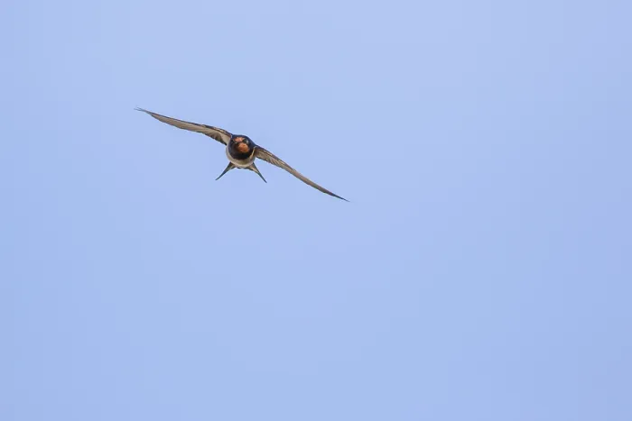 Framed Print : Barn Swallow, Hirundo rustica