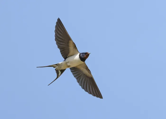 Framed Print : Barn Swallow;Hirundo rustica