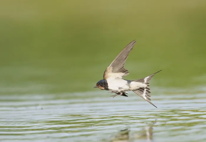 Framed Print : Barn Swallow;Hirundo rustica