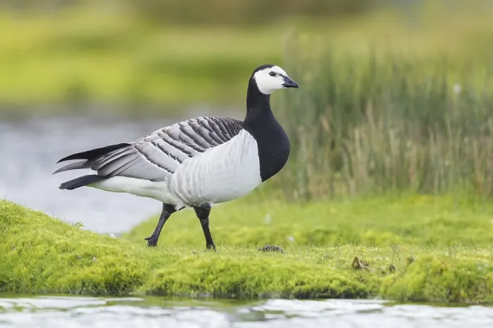 Framed Print : Barnacle Goose