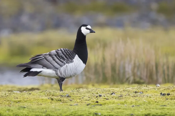 Framed Print : Barnacle Goose