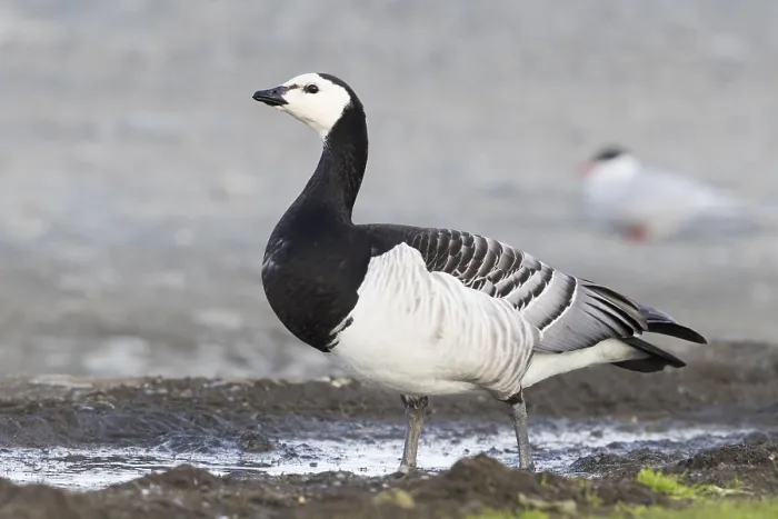 Framed Print : Barnacle Goose
