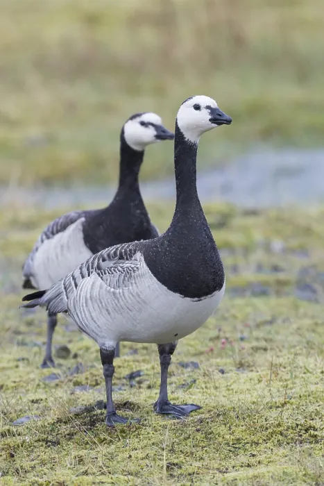 Framed Print : Barnacle Goose