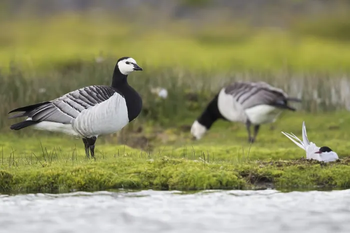 Framed Print : Barnacle Goose