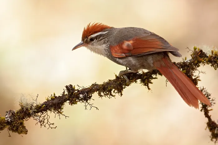Framed Print : Baron's Spinetail