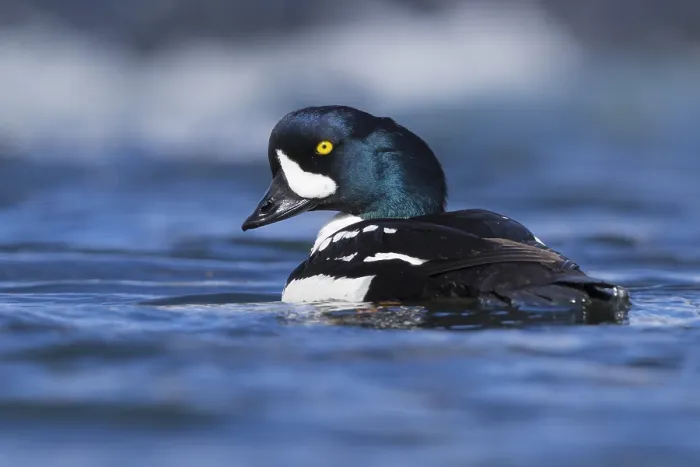 Framed Print : Barrow's Goldeneye