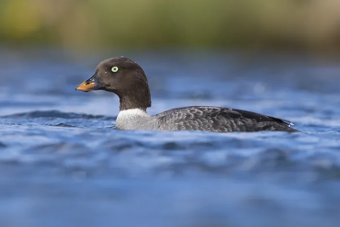 Framed Print : Barrow's Goldeneye
