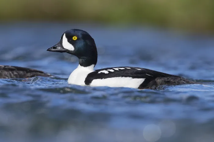 Framed Print : Barrow's Goldeneye