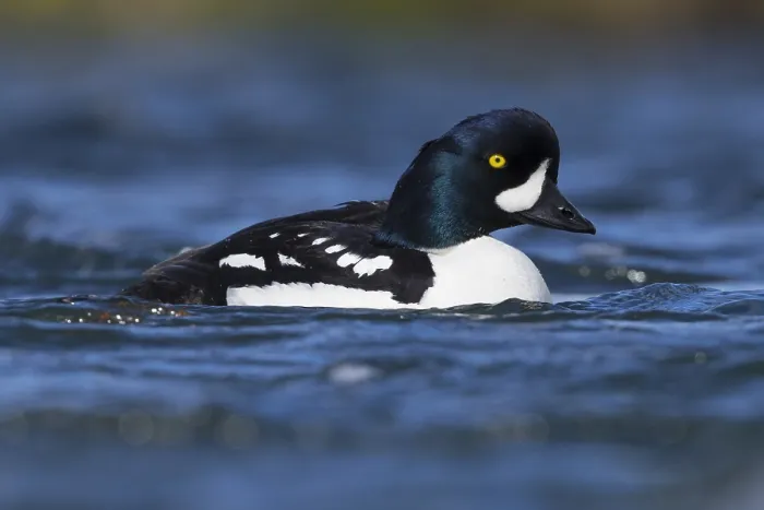 Framed Print : Barrow's Goldeneye