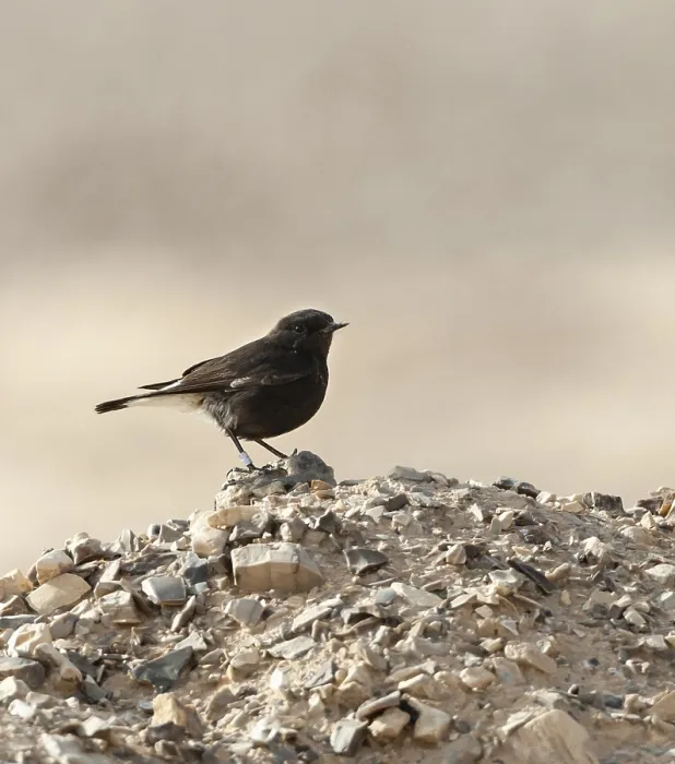 Framed Print : Basalt Tapuit, Basalt Wheatear, Oenanthe lugens warriae Framed Print : Basalt Tapuit, Basalt Wheatear, Oenanthe lugens warriae