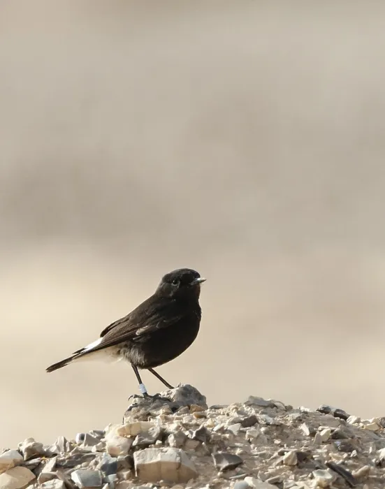 Framed Print : Basalt Tapuit, Basalt Wheatear, Oenanthe lugens warriae