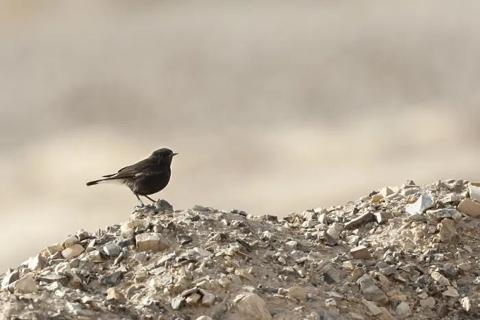 Framed Print : Basalt Tapuit, Basalt Wheatear, Oenanthe lugens warriae