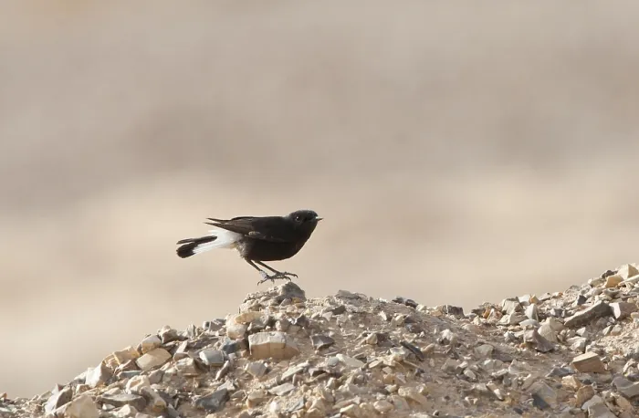 Framed Print : Basalt Tapuit, Basalt Wheatear
