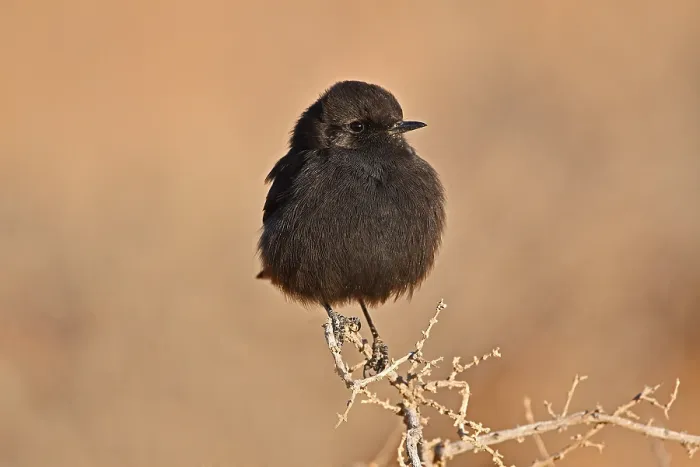 Framed Print : Basalt Wheatear