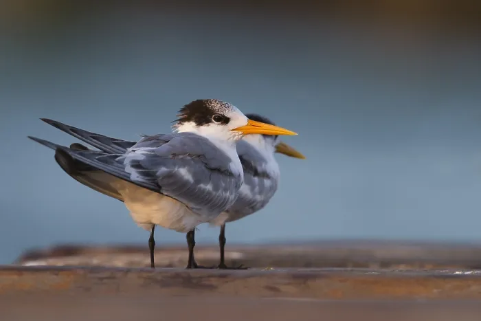 Framed Print : Bengaalse Stern, Lesser Crested Tern, Thalasseus bengalensis ssp. bengalensis