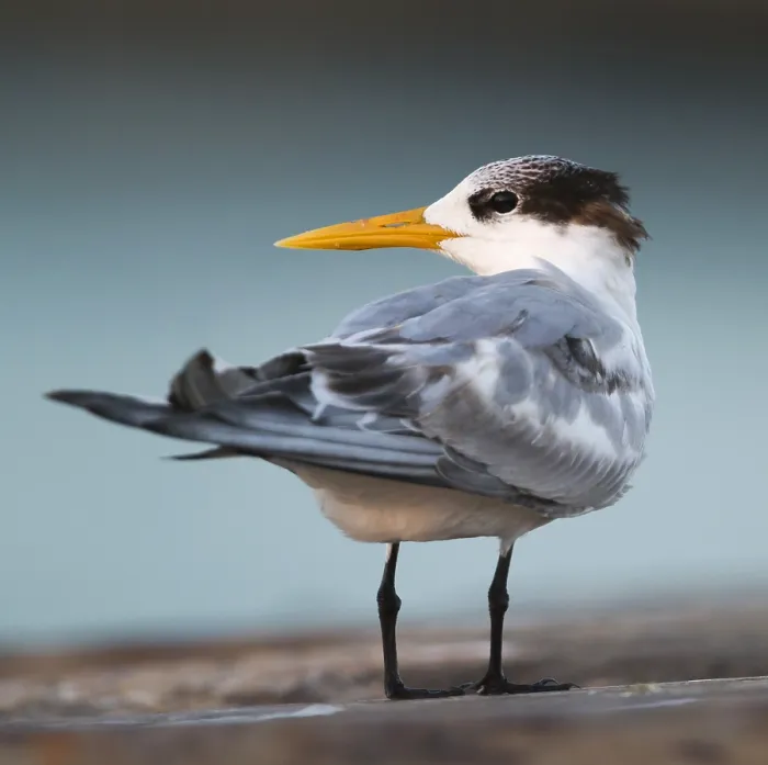 Framed Print : Bengaalse Stern, Lesser Crested Tern, Thalasseus bengalensis ssp. bengalensis