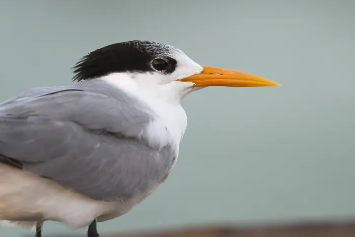 Framed Print : Bengaalse Stern, Lesser Crested Tern, Thalasseus bengalensis ssp. bengalensis