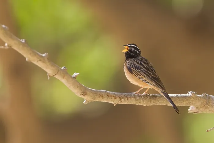 Framed Print : Bergammer. Cinnamon-breasted Bunting - Bergammer - Emberiza tahapisi ssp