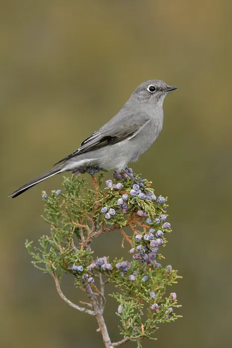 Framed Print : Bergsolitaire, Townsend's Solitaire, Myadestes townsendi