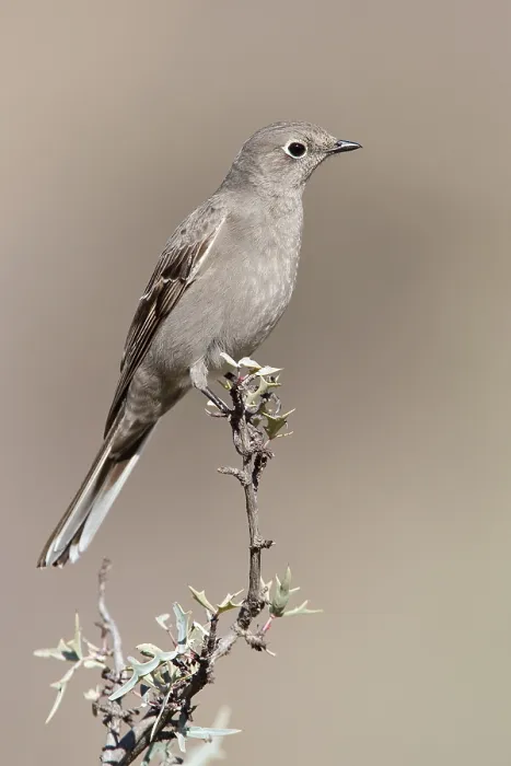 Framed Print : Bergsolitaire, Townsend's Solitaire, Myadestes townsendi