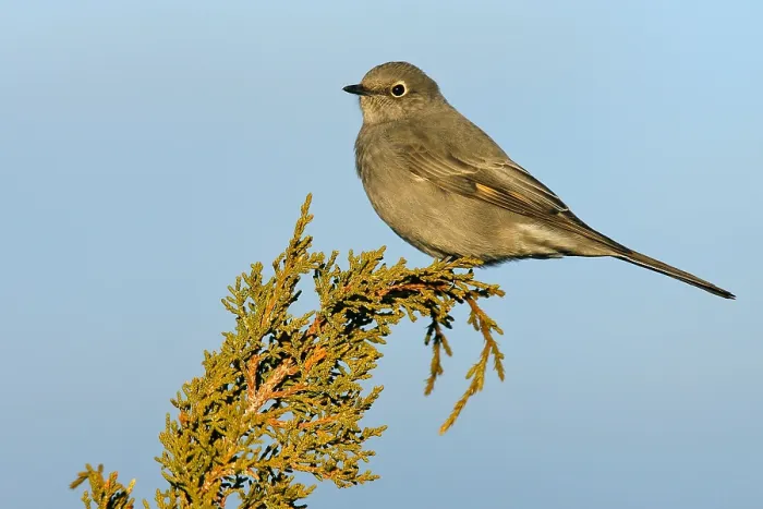 Framed Print : Bergsolitaire, Townsend's Solitaire, Myadestes townsendi