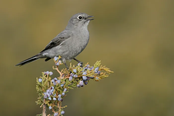 Framed Print : Bergsolitaire, Townsend's Solitaire, Myadestes townsendi