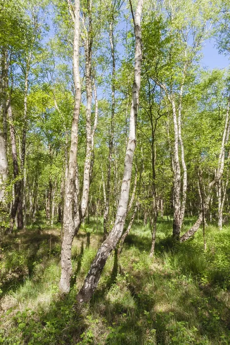 Framed Print : Berken, Birches