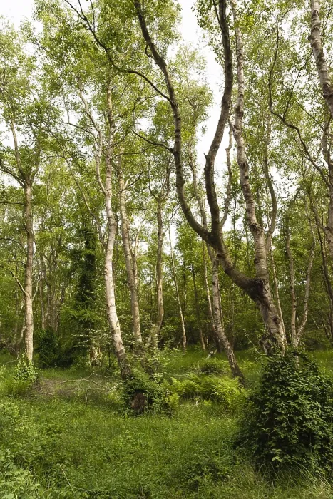 Framed Print : Berken, Birches