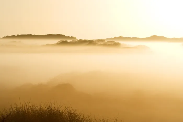 Framed Print : Berkheide in de ochtendnevel; Dunes near Wassenaar in morning fog