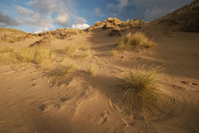 Framed Print : Berkheide. Duinlandschap in Berkheide; Dunes in Berkheide