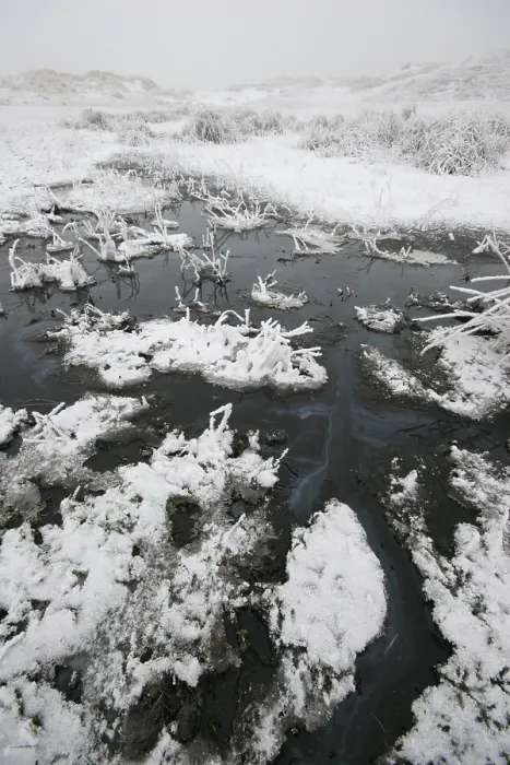 Framed Print : Berkheide. Winters duinlandschap in Berkheide; Berkheide in winter