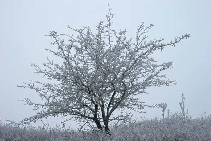 Framed Print : Berkheide. Winters duinlandschap in Berkheide; Berkheide in winter