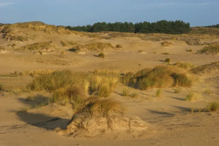 Framed Print : Berkheide. Duinlandschap in Berkheide; Dunes in Berkheide