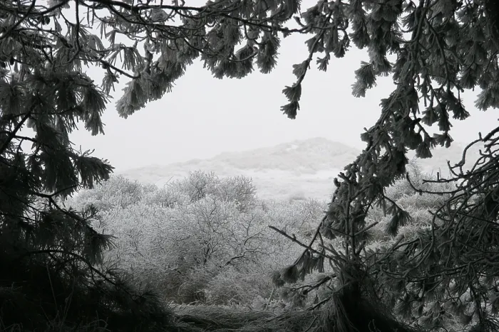 Framed Print : Berkheide. Winters duinlandschap in Berkheide; Berkheide in winter