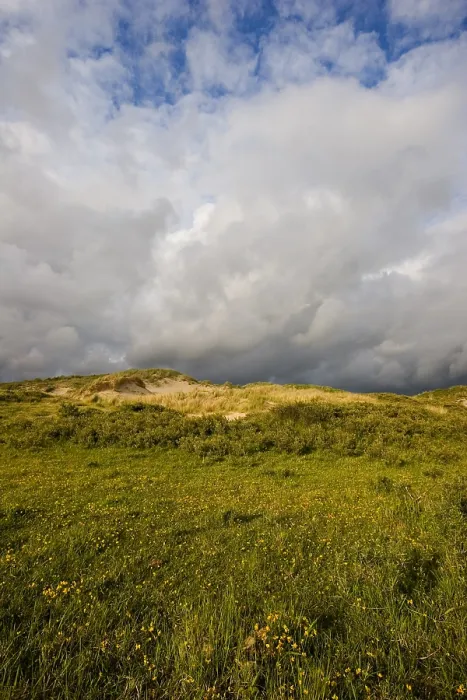 Framed Print : Berkheide tussen Katwijk en Wassenaar, Berkheide in between Katwijk and Wassenaar