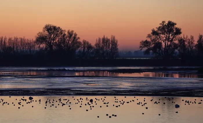 Framed Print : Biesbosch. Bij aanhoudende vorst valt er in de Biesbosch veel slik droog