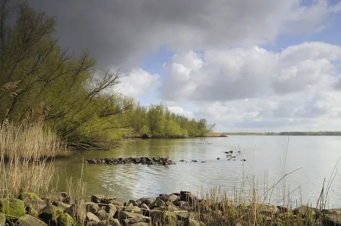 Framed Print : Biesbosch