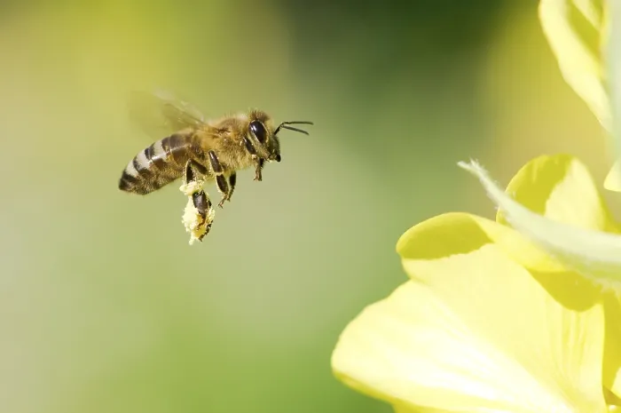 Framed Print : Bij, Bee. Bij vliegt naar bloem, Bee flying towards flower