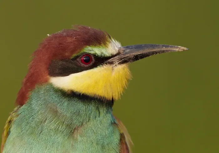 Framed Print : Bijeneter, European bee-eater, Merops Apiaster